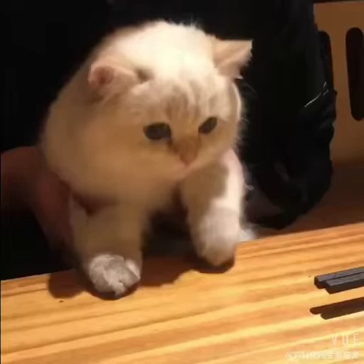 🐈 Стикер «котики для котят» для Telegram