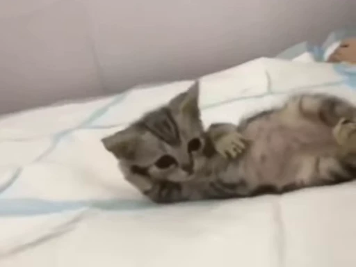🐈 Стикер «котики для котят» для Telegram