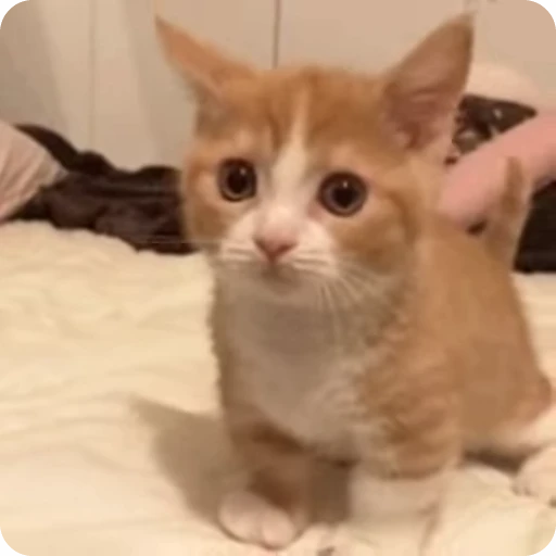 🐈 Стикер «котики для котят» для Telegram