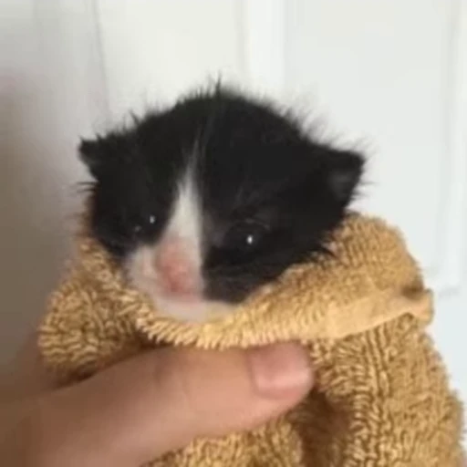🐈 Стикер «котики для котят» для Telegram