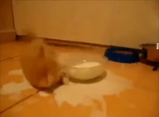 🐈 Стикер «котики для котят» для Telegram