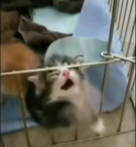 🐈 Стикер «котики для котят» для Telegram