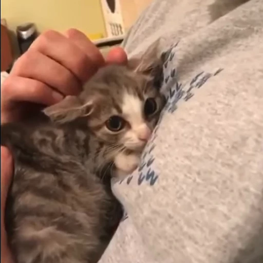 🐈 Стикер «котики для котят» для Telegram