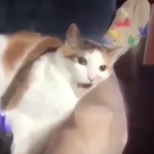 🐈 Стикер «котики для котят» для Telegram