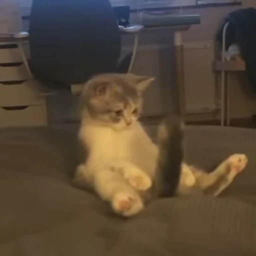 🐈 Стикер «котики для котят» для Telegram