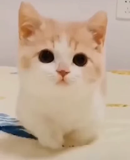 🐈 Стикер «котики для котят» для Telegram