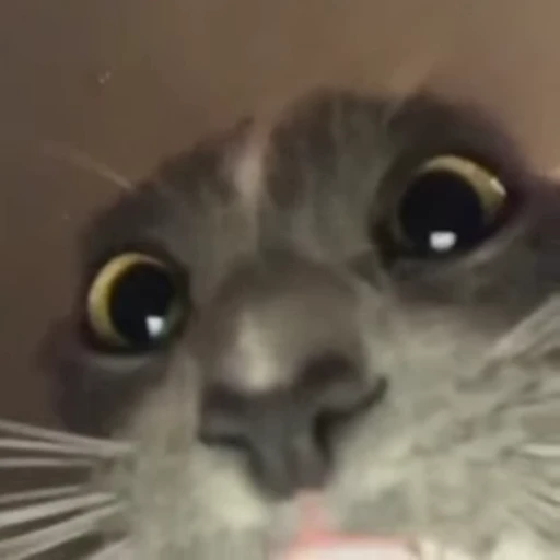 🐈 Стикер «котики для котят» для Telegram