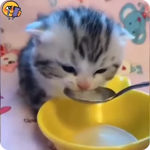 🐈 Стикер «котики для котят» для Telegram