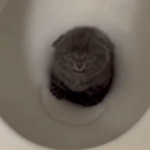 🐈 Эмодзи «Котики для Котят» для Telegram
