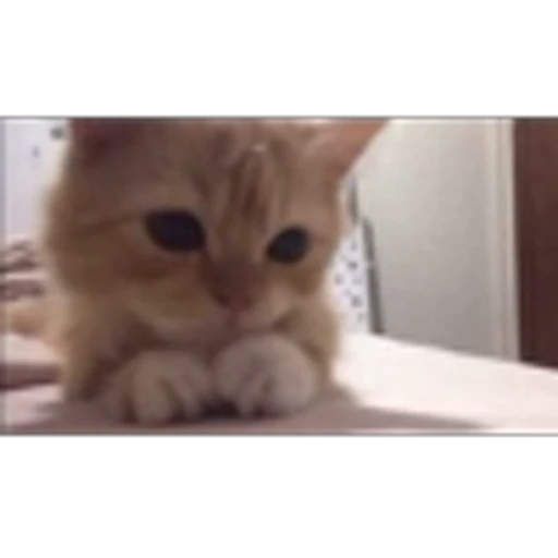 🐈 Эмодзи «Котики для Котят» для Telegram
