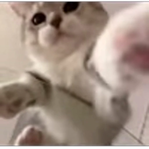 🐈 Эмодзи «Котики для Котят» для Telegram