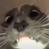🐈 Эмодзи «Котики для Котят» для Telegram