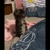 🐈 Эмодзи «Котики для Котят» для Telegram