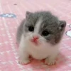 🐈 Эмодзи «Котики для Котят» для Telegram