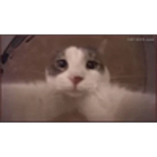 🐈 Эмодзи «Котики для Котят» для Telegram