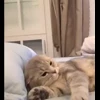 🐈 Эмодзи «Котики для Котят» для Telegram