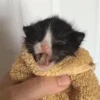 🐈 Эмодзи «Котики для Котят» для Telegram