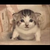 🐈 Эмодзи «Котики для Котят» для Telegram