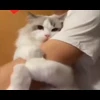 🐈 Эмодзи «Котики для Котят» для Telegram