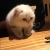 🐈 Эмодзи «Котики для Котят» для Telegram