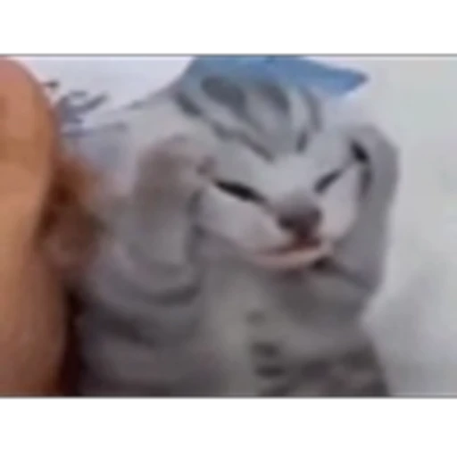 🐈 Эмодзи «Котики для Котят» для Telegram