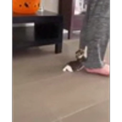 🐈 Эмодзи «Котики для Котят» для Telegram