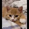 🐈 Эмодзи «Котики для Котят» для Telegram