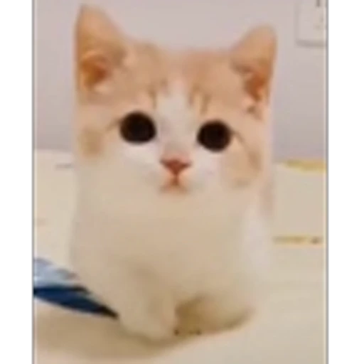 🐈 Эмодзи «Котики для Котят» для Telegram