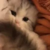🐈 Эмодзи «Котики для Котят» для Telegram