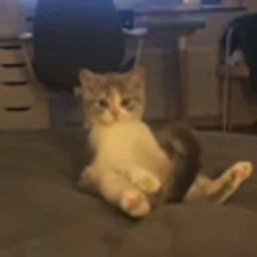 🐈 Эмодзи «Котики для Котят» для Telegram