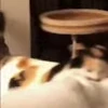 🐈 Эмодзи «Котики для Котят» для Telegram