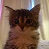 🐈 Эмодзи «Котики для Котят» для Telegram