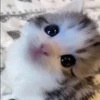 🐈 Эмодзи «Котики для Котят» для Telegram