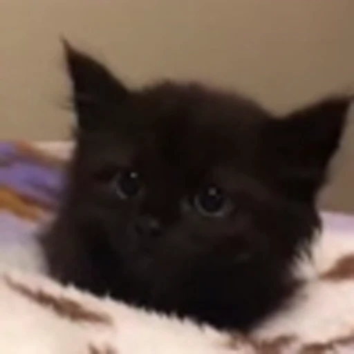 🐈 Эмодзи «Котики для Котят» для Telegram