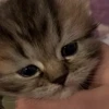 🐈 Эмодзи «Котики для Котят» для Telegram