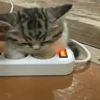 🐈 Эмодзи «Котики для Котят» для Telegram