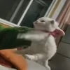 🐈 Эмодзи «Котики для Котят» для Telegram
