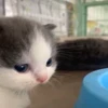 Стикерпак Котики для Котят для Telegram