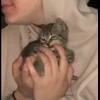 🐈 Эмодзи «Котики для Котят» для Telegram