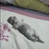 🐈 Эмодзи «Котики для Котят» для Telegram