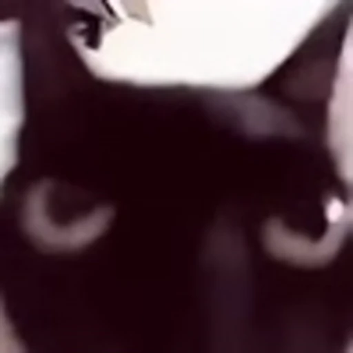 🐈 Эмодзи «Котики для Котят» для Telegram