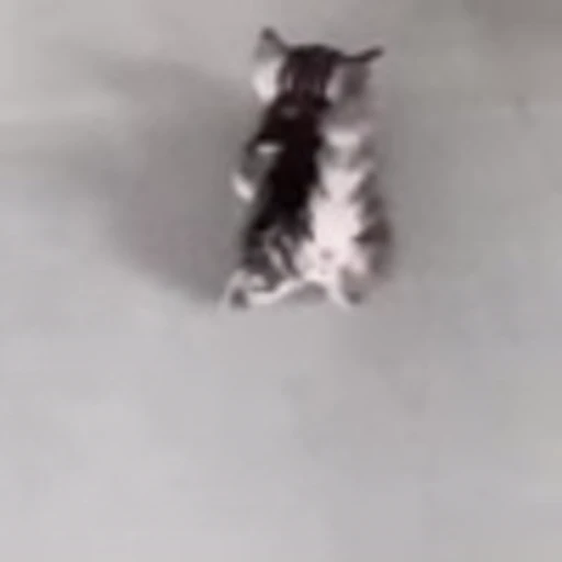 🐈 Эмодзи «Котики для Котят» для Telegram