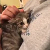 🐈 Эмодзи «Котики для Котят» для Telegram
