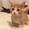 🐈 Эмодзи «Котики для Котят» для Telegram