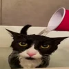 🐈 Эмодзи «Котики для Котят» для Telegram