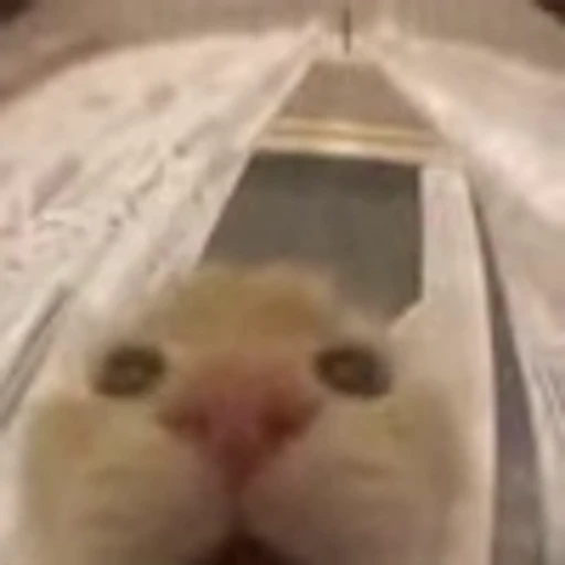 🐈 Эмодзи «Котики для Котят» для Telegram