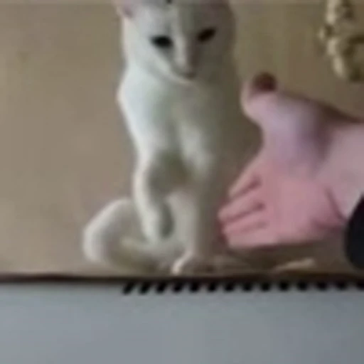 🐈 Эмодзи «Котики для Котят» для Telegram