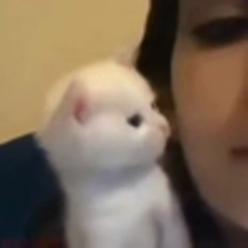 🐈 Эмодзи «Котики для Котят» для Telegram