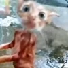 🐈 Эмодзи «Котики для Котят» для Telegram