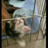 🐈 Эмодзи «Котики для Котят» для Telegram